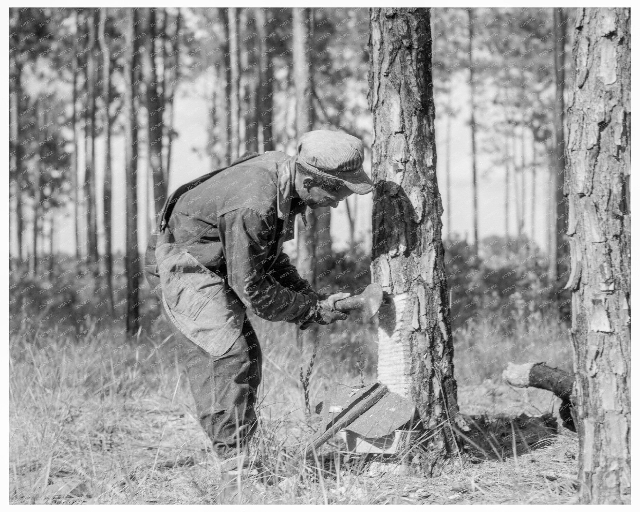 Turpentine Worker in Georgia 1937 Vintage Photograph - Available at KNOWOL