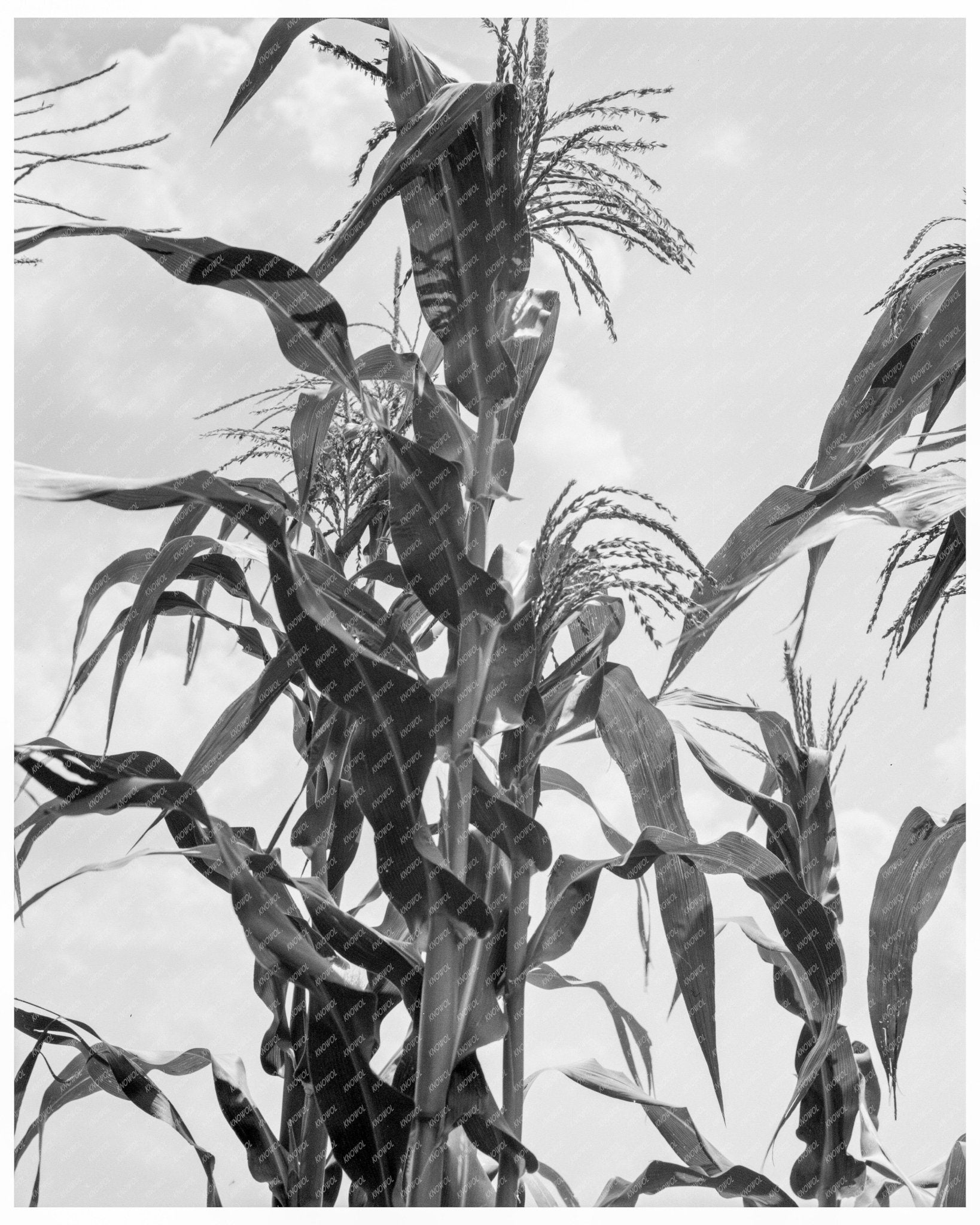 Vintage 1937 Photograph of Corn Farming in Washington County Mississippi - Available at KNOWOL