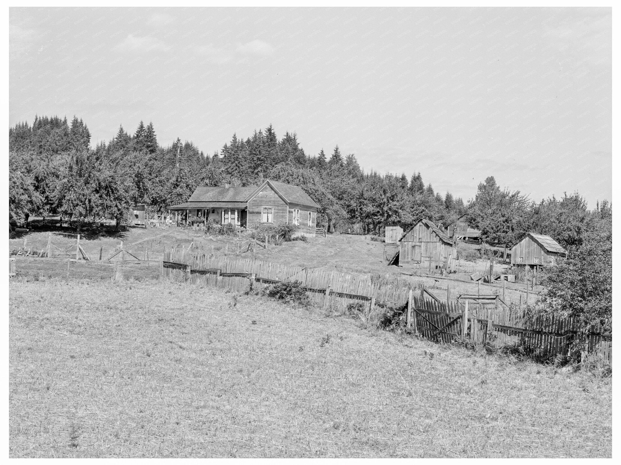 Vintage 1939 Grays Harbor County Subsistence Farm Image - Available at KNOWOL