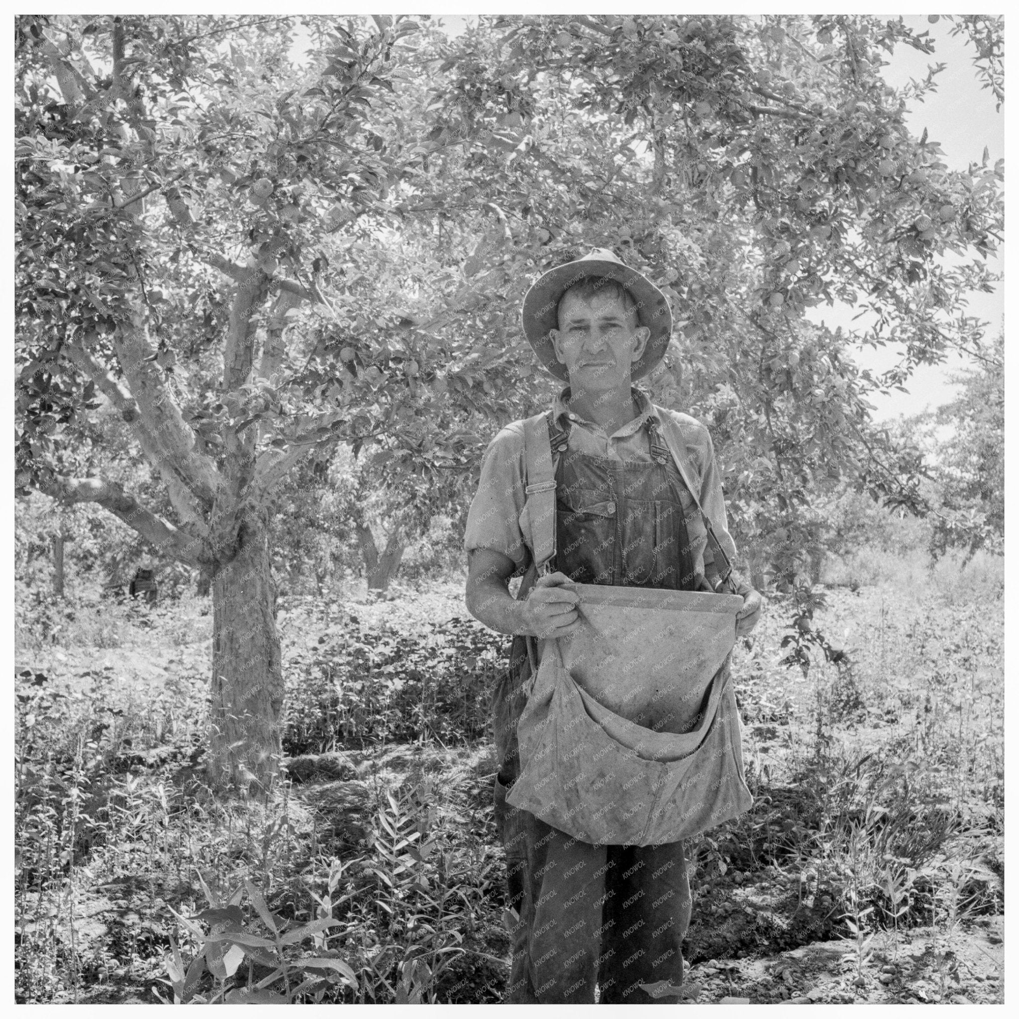 Vintage 1939 Pear Strap for Harvesting in Yakima Valley - Available at KNOWOL