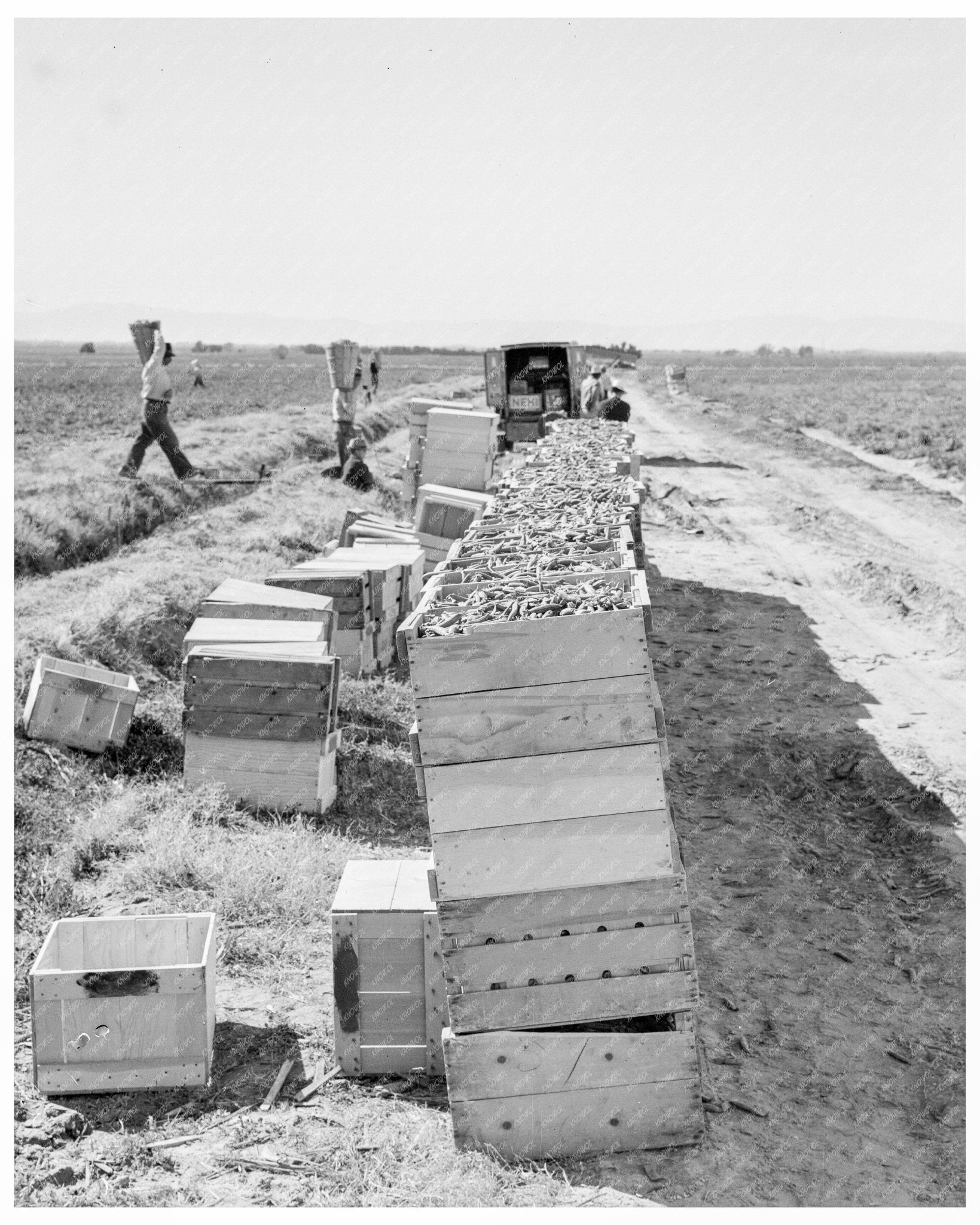 Vintage 1939 Photograph of Industrial Agriculture Pea Harvest at Sinclair Ranch California - Available at KNOWOL