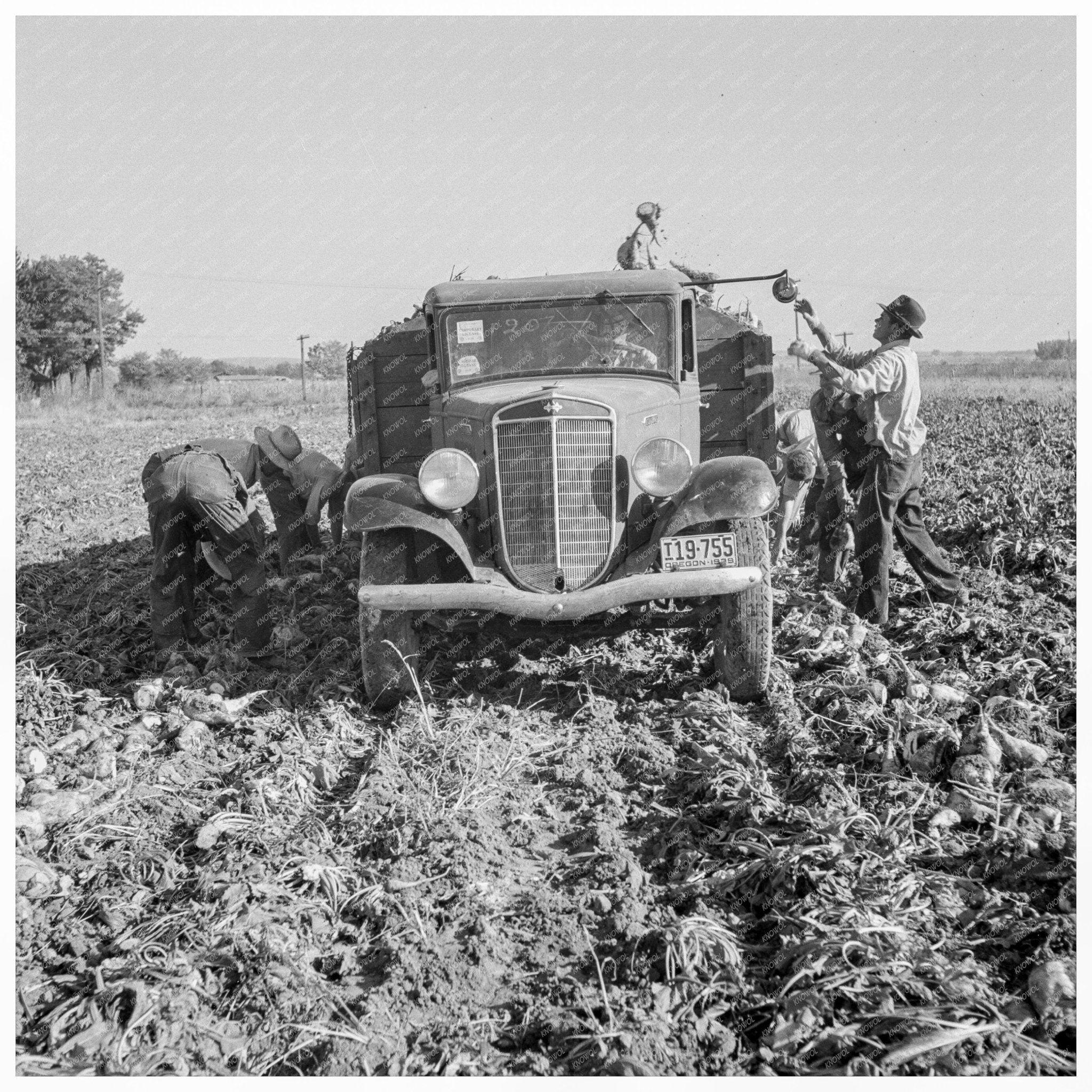 Vintage 1939 Truck Loading Sugar Beets in Oregon Field - Available at KNOWOL