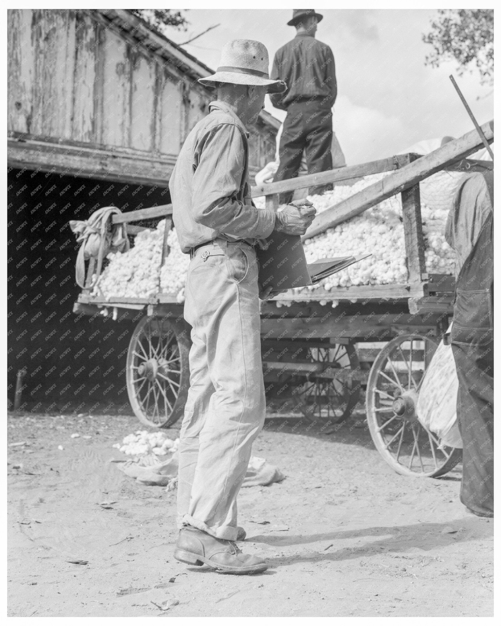 Vintage Cotton Farm in Kern County California November 1938 Agricultural Practices - Available at KNOWOL