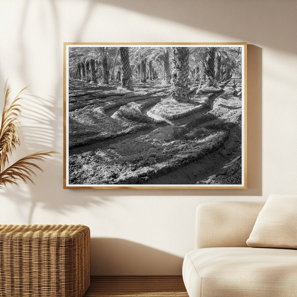 Vintage Date Palms Coachella Valley California 1937 - Available at KNOWOL