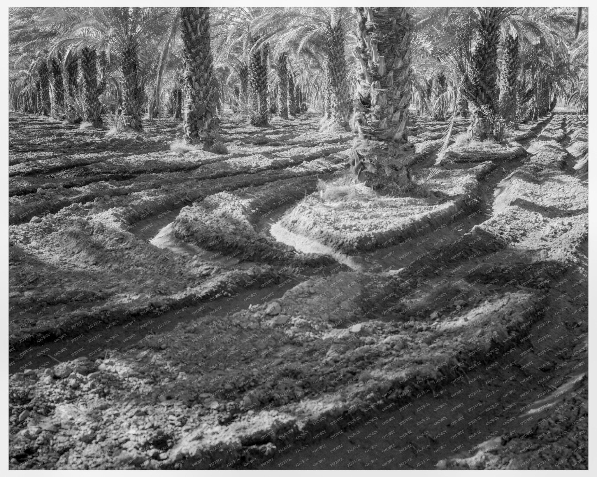 Vintage Date Palms Coachella Valley California 1937 - Available at KNOWOL