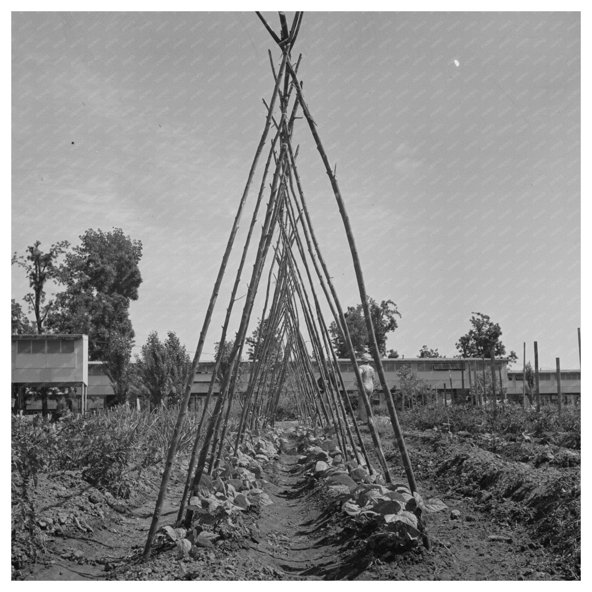 Vintage Farm Workers Yuba City California June 1942 - Available at KNOWOL