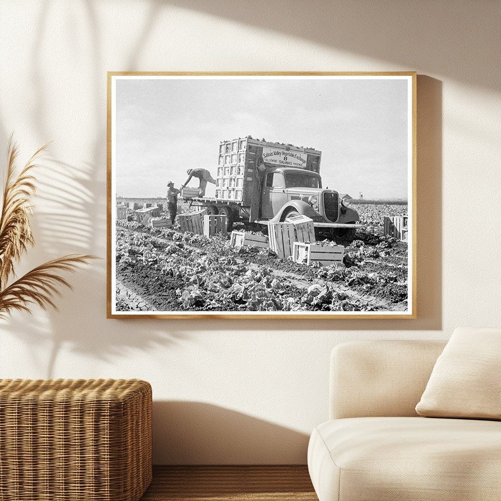 Vintage Lettuce Fields in Salinas California 1936 - Available at KNOWOL