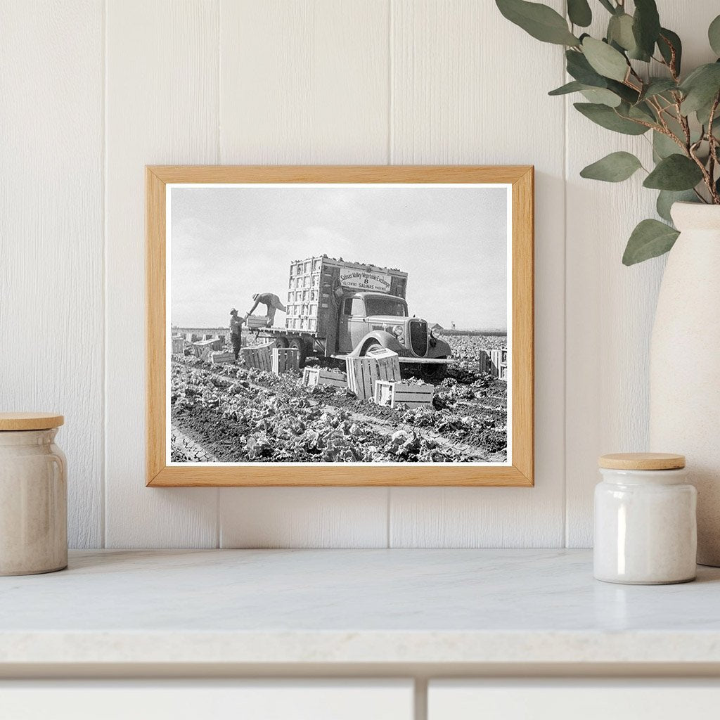 Vintage Lettuce Fields in Salinas California 1936 - Available at KNOWOL