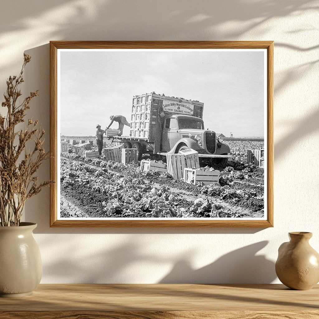 Vintage Lettuce Fields in Salinas California 1936 - Available at KNOWOL