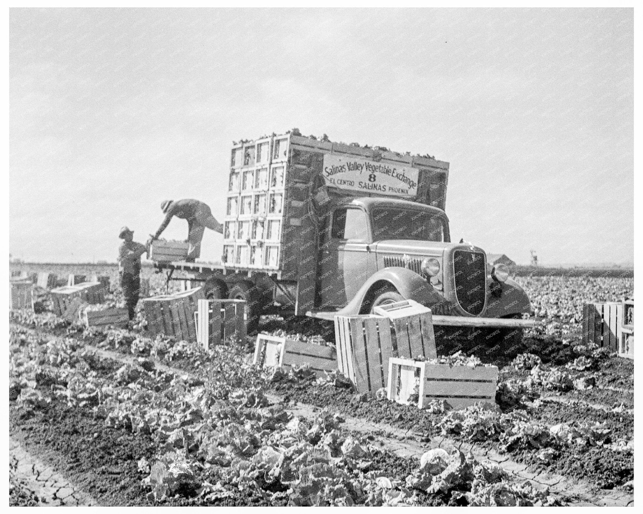 Vintage Lettuce Fields in Salinas California 1936 - Available at KNOWOL