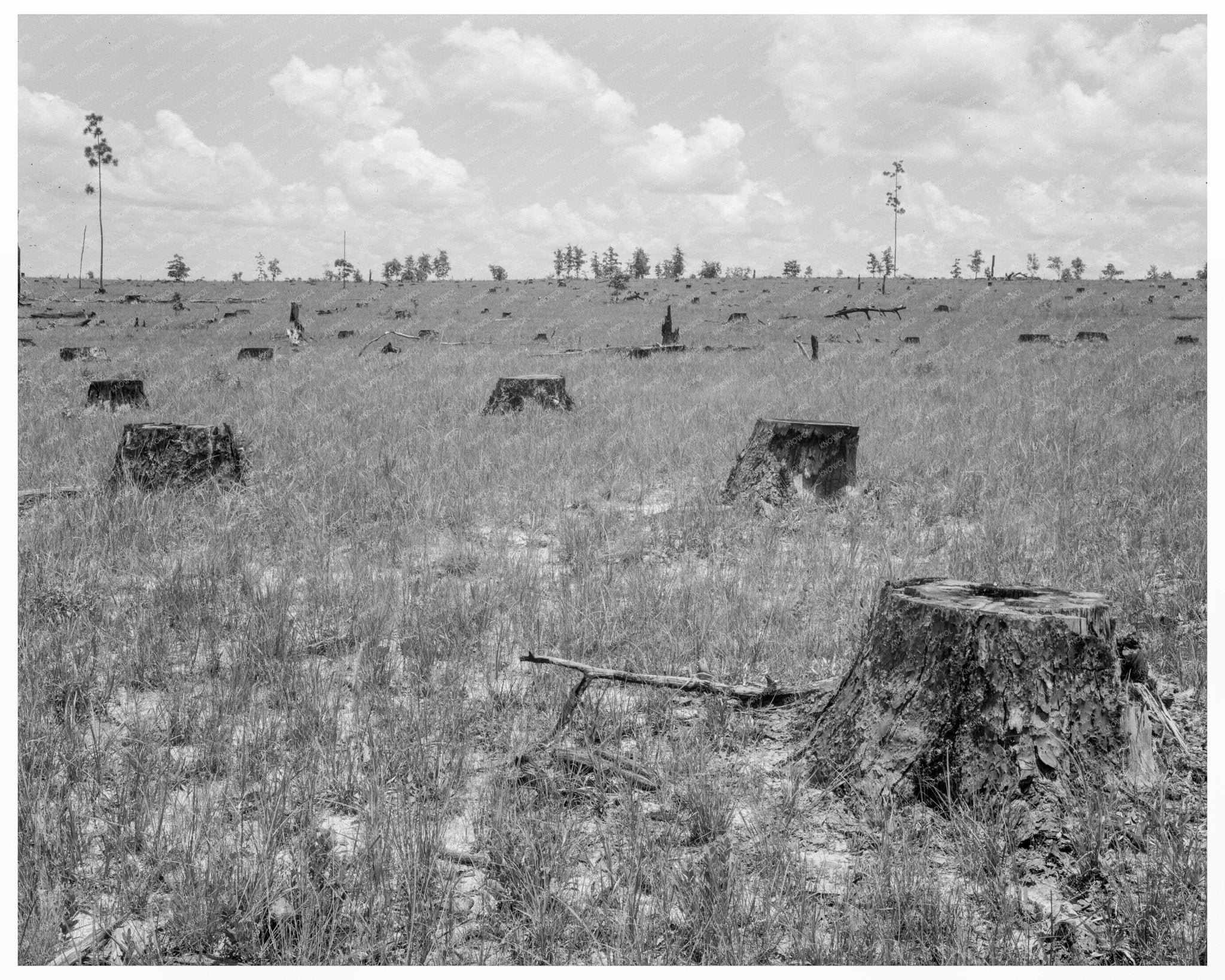 Vintage Longleaf Pine Forest Kiln Mississippi 1937 - Available at KNOWOL