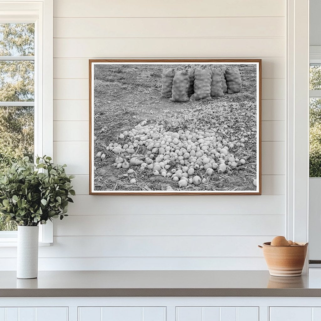 Vintage Onion Harvest Malheur County Oregon 1939 - Available at KNOWOL