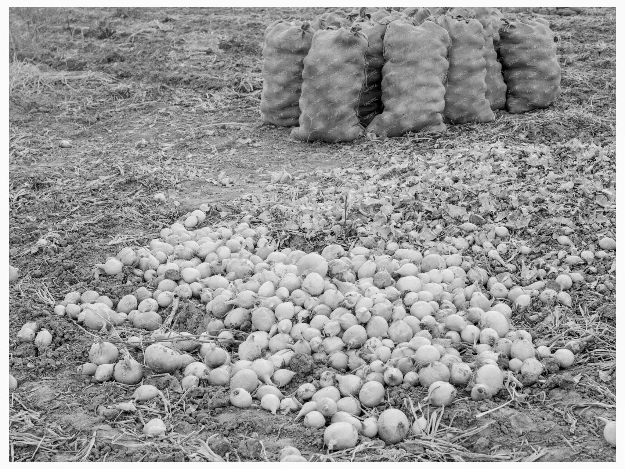 Vintage Onion Harvest Malheur County Oregon 1939 - Available at KNOWOL