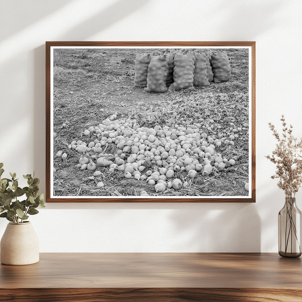 Vintage Onion Harvest Malheur County Oregon 1939 - Available at KNOWOL