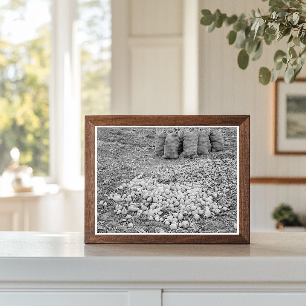 Vintage Onion Harvest Malheur County Oregon 1939 - Available at KNOWOL