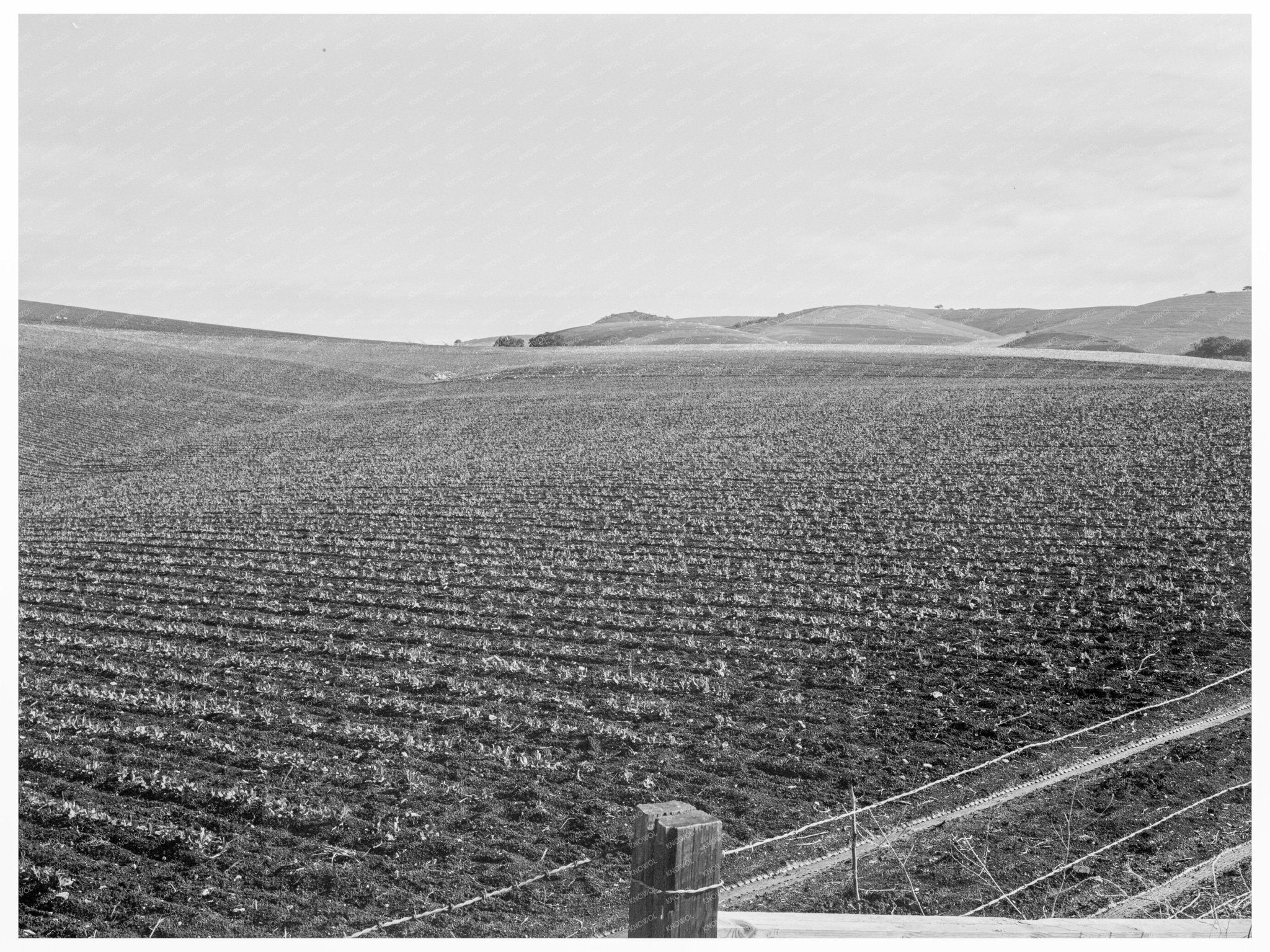 Vintage Pea Fields San Juan Bautista California 1939 - Available at KNOWOL