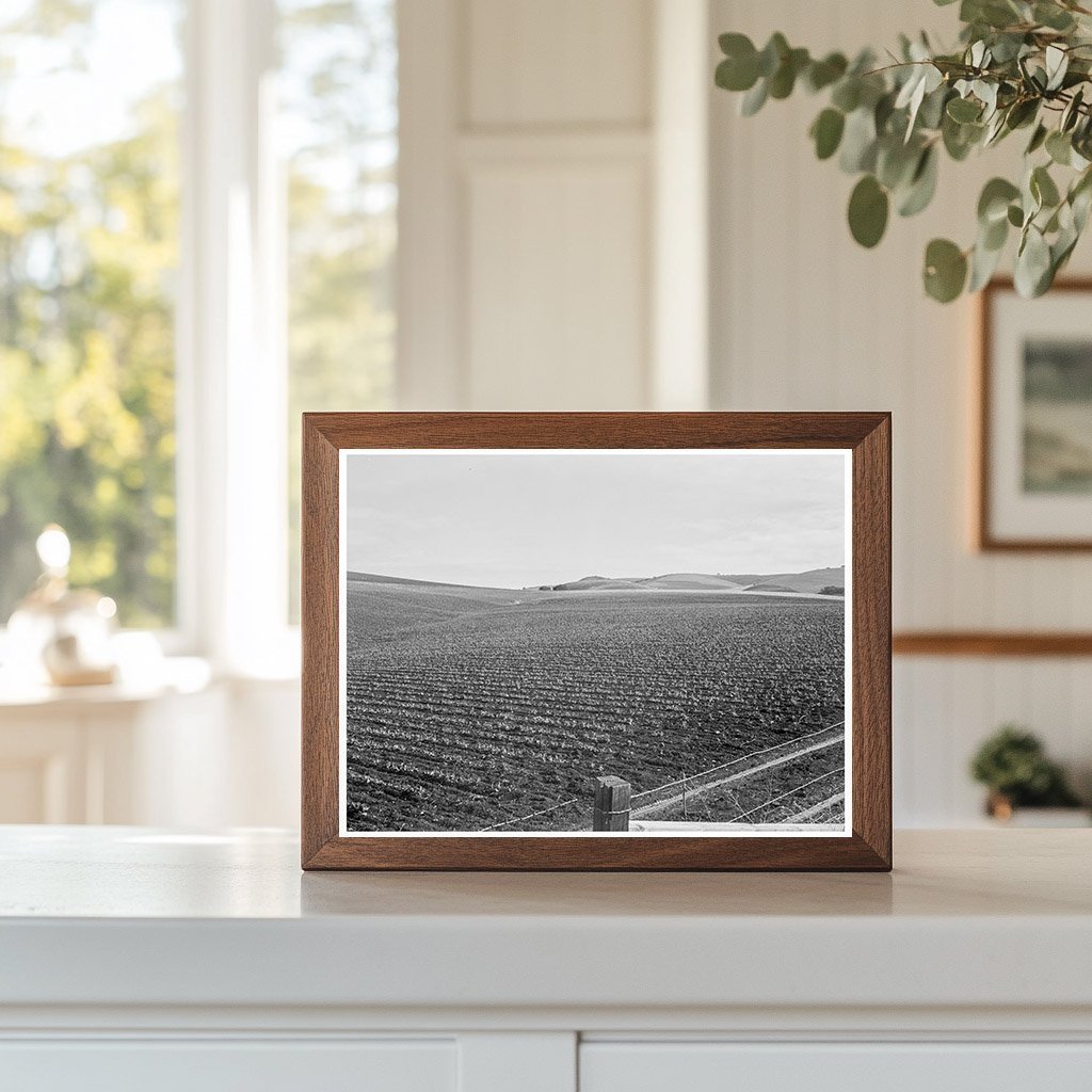 Vintage Pea Fields San Juan Bautista California 1939 - Available at KNOWOL