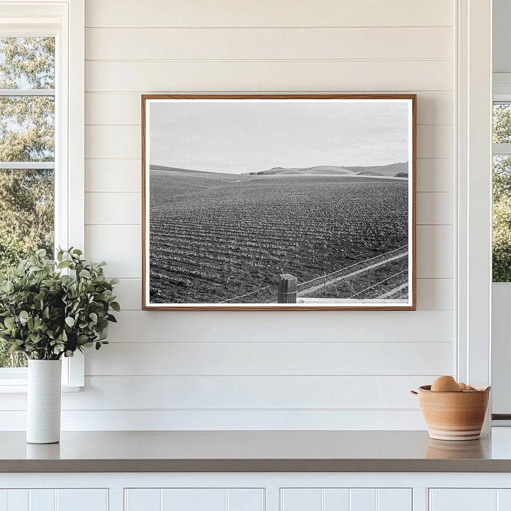Vintage Pea Fields San Juan Bautista California 1939 - Available at KNOWOL