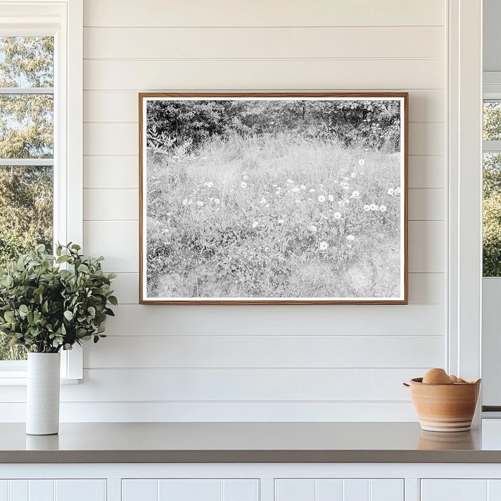 Vintage Roadside Flora in Person County North Carolina 1939 - Available at KNOWOL