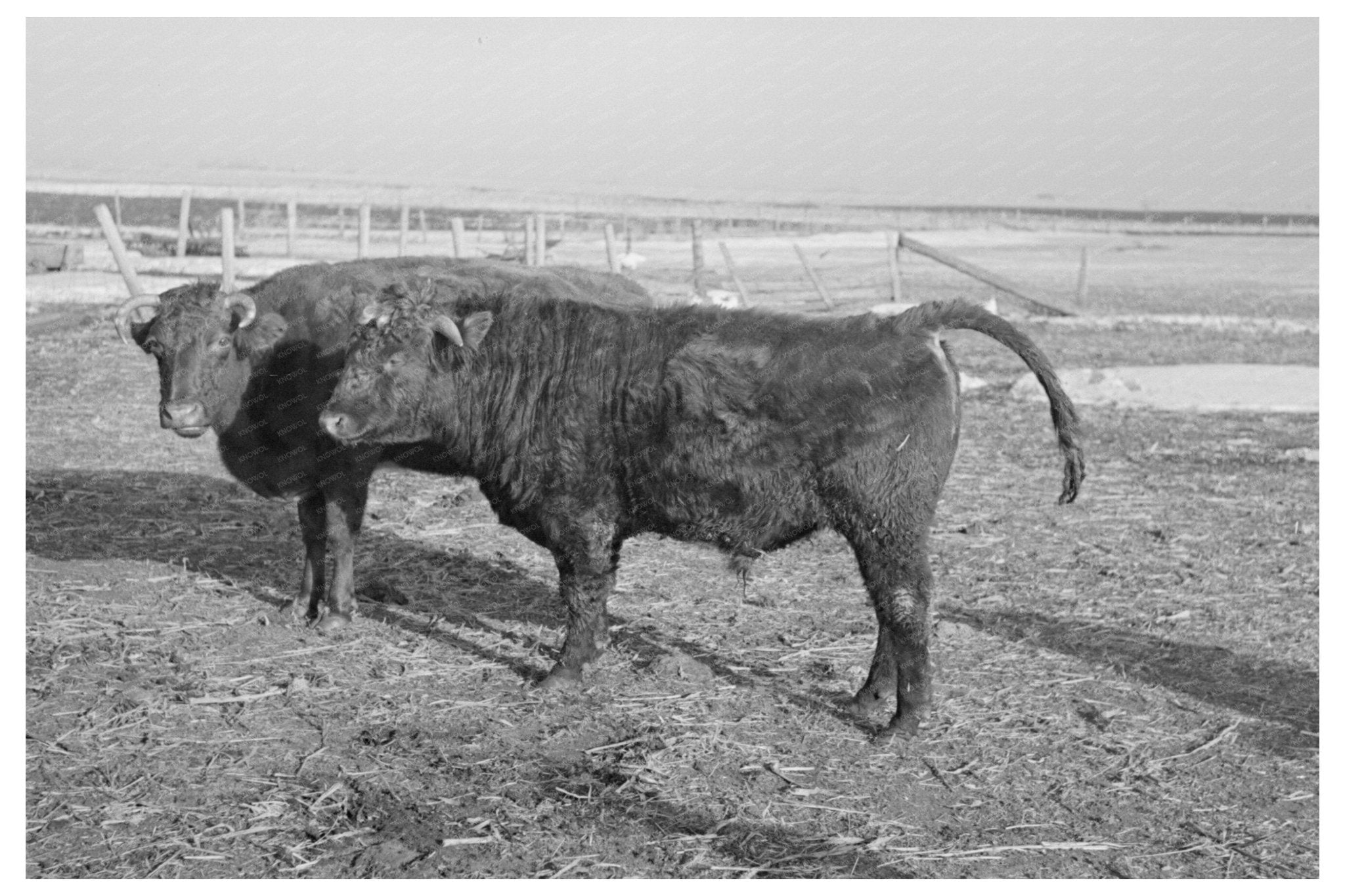 Vintage Shorthorn Cattle Herd Estherville Iowa 1936 - Available at KNOWOL