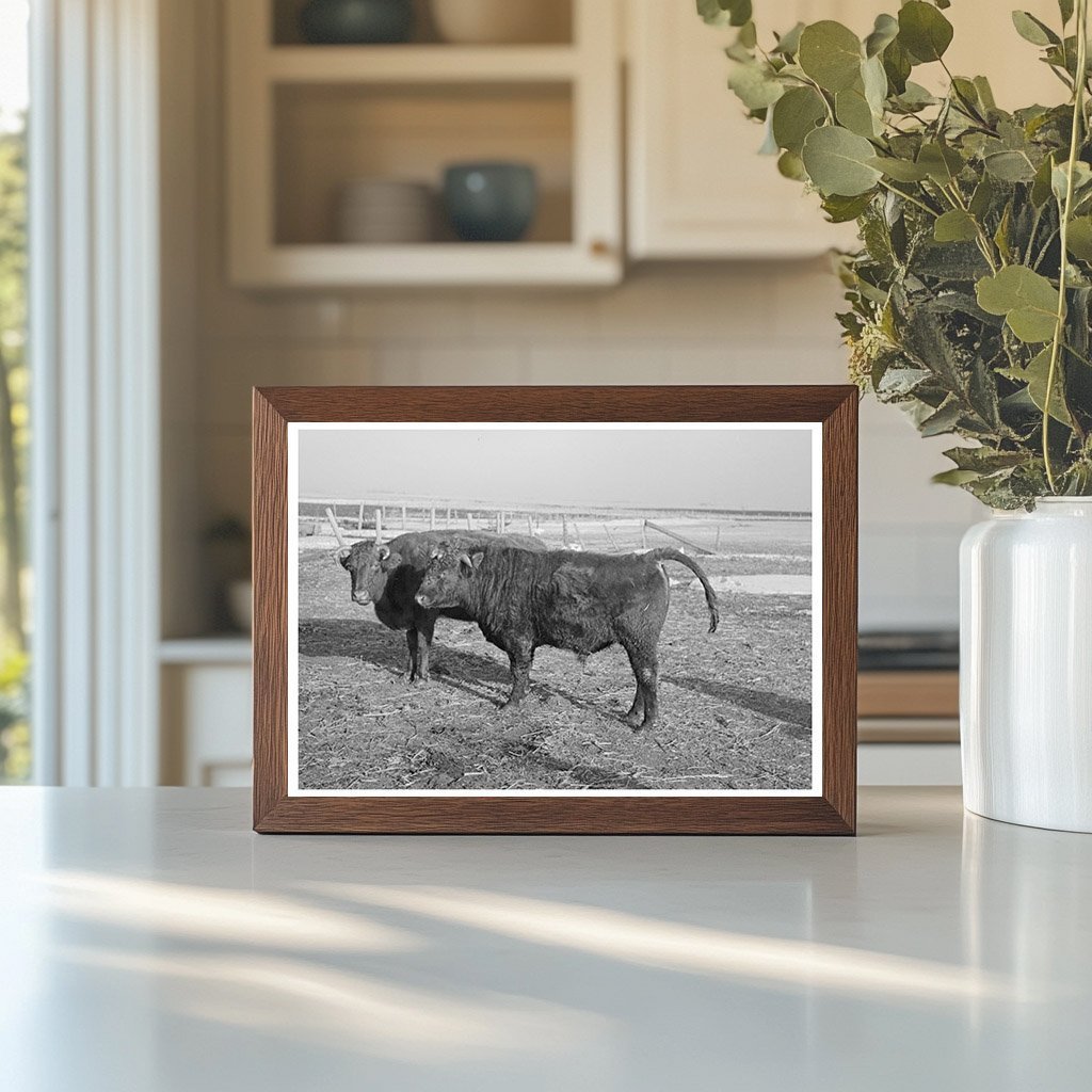 Vintage Shorthorn Cattle Herd Estherville Iowa 1936 - Available at KNOWOL