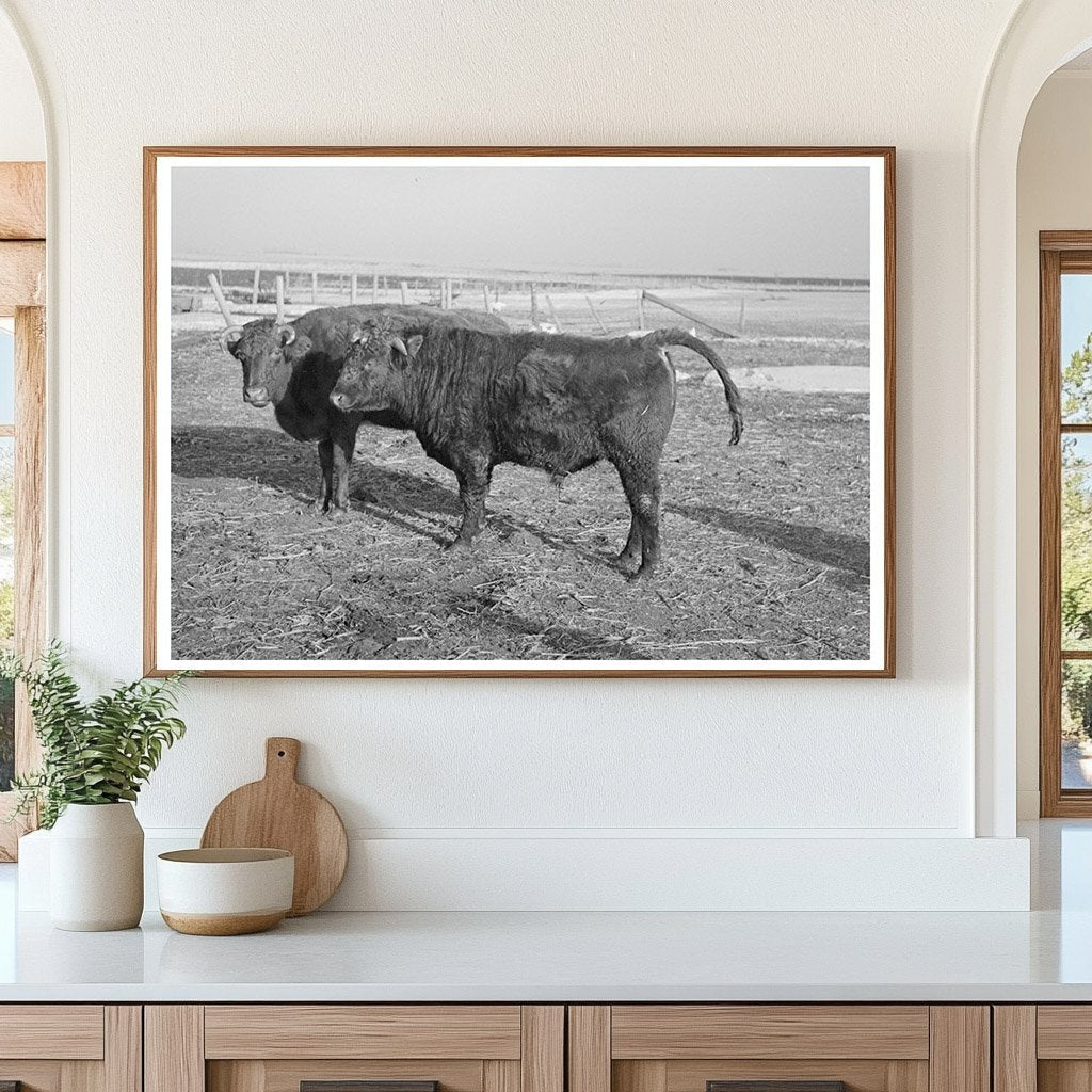 Vintage Shorthorn Cattle Herd Estherville Iowa 1936 - Available at KNOWOL