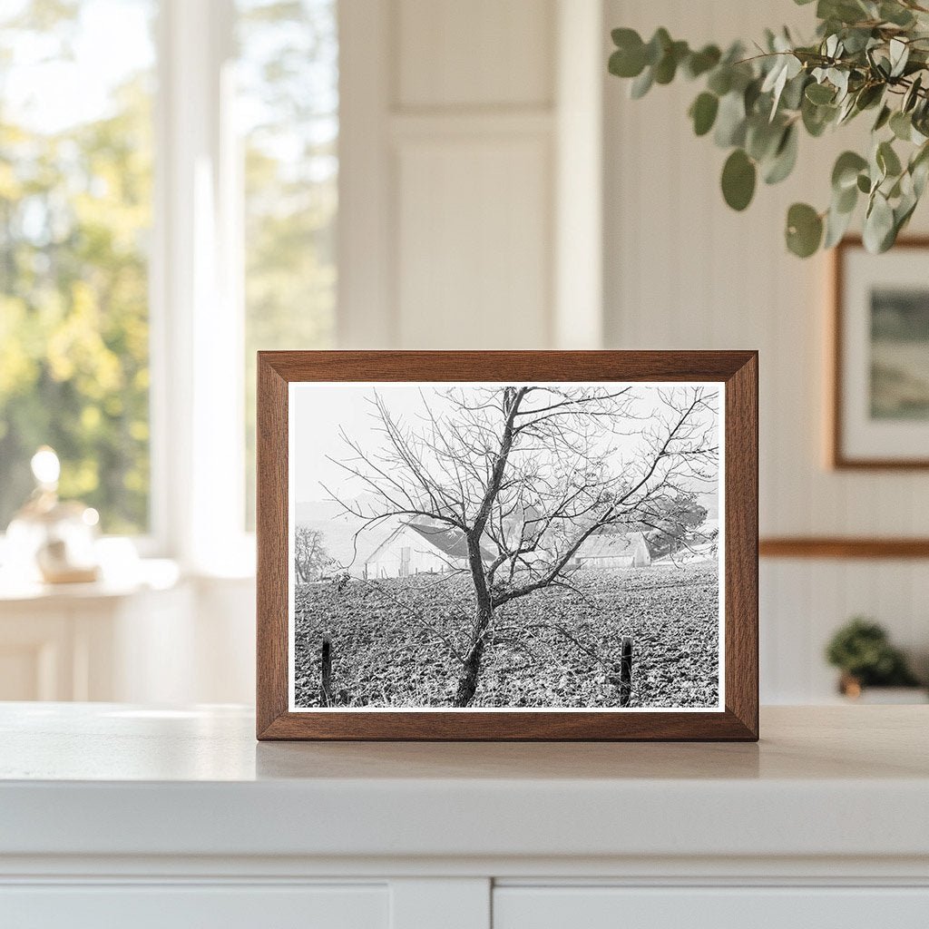 Vintage Stock Ranch Plowed Field California 1938 - Available at KNOWOL