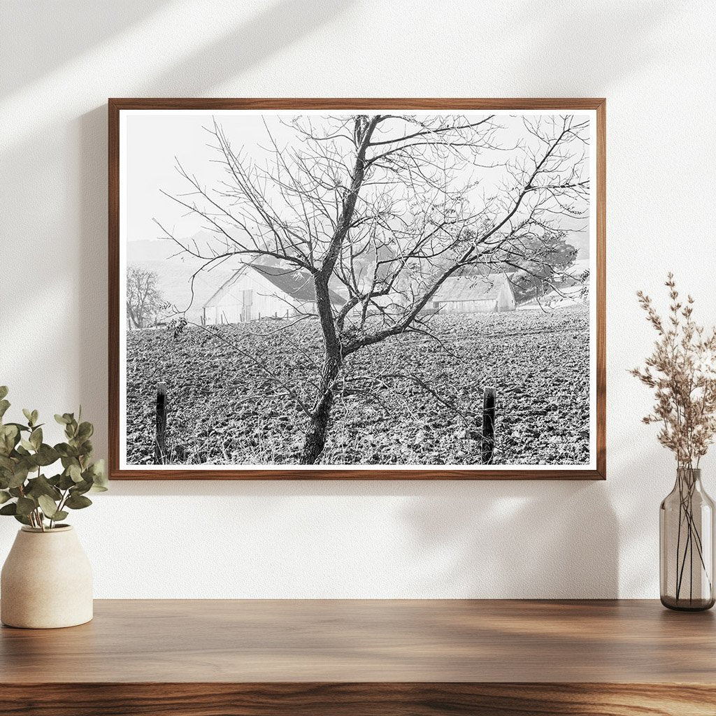 Vintage Stock Ranch Plowed Field California 1938 - Available at KNOWOL