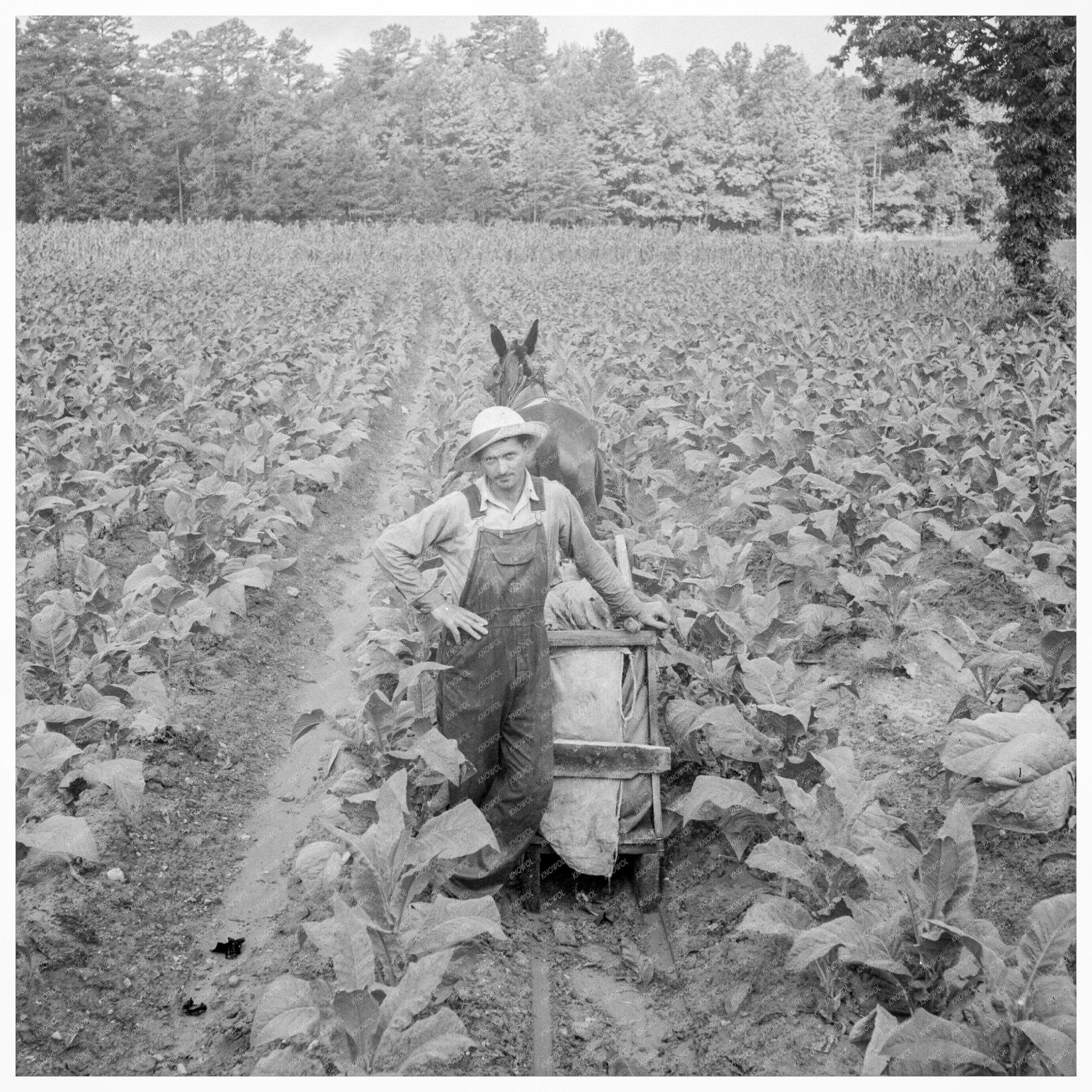 Vintage Tobacco Scene in Shoofly North Carolina 1939 - Available at KNOWOL