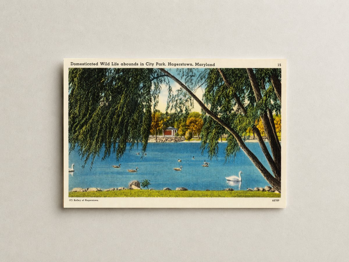 Domesticated wild life abounds in City Park, Hagerstown, Maryland — Vintage Maryland Postcard