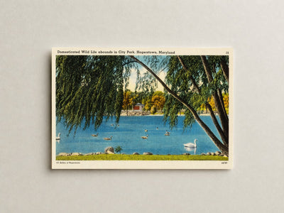 Domesticated wild life abounds in City Park, Hagerstown, Maryland — Vintage Maryland Postcard