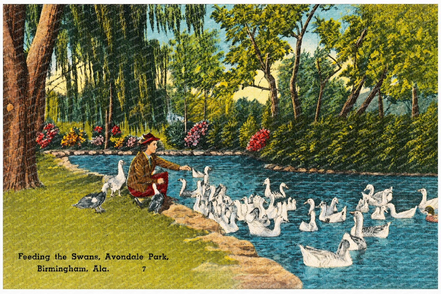 Birmingham, AL: Feeding the swans, Avondale Park