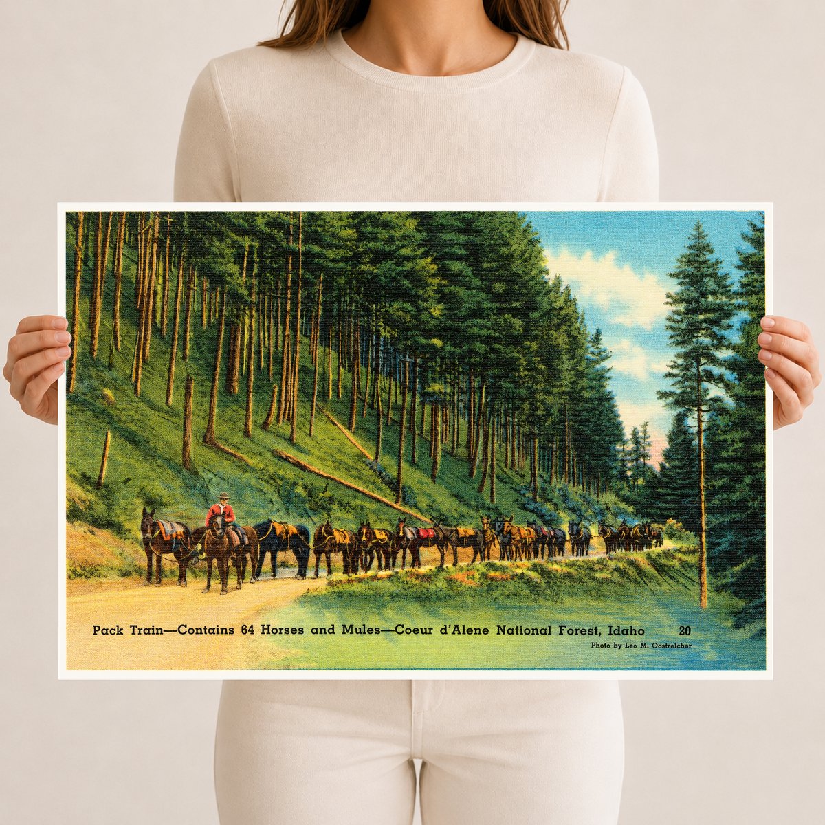 Coeur d'Alene National Forest, ID: Pack train- contains 64 horses and mules- Coeur d'Alene National Forest