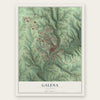 Galena, Illinois map print, the full design