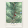 Petrolia, Pennsylvania map print, the full design