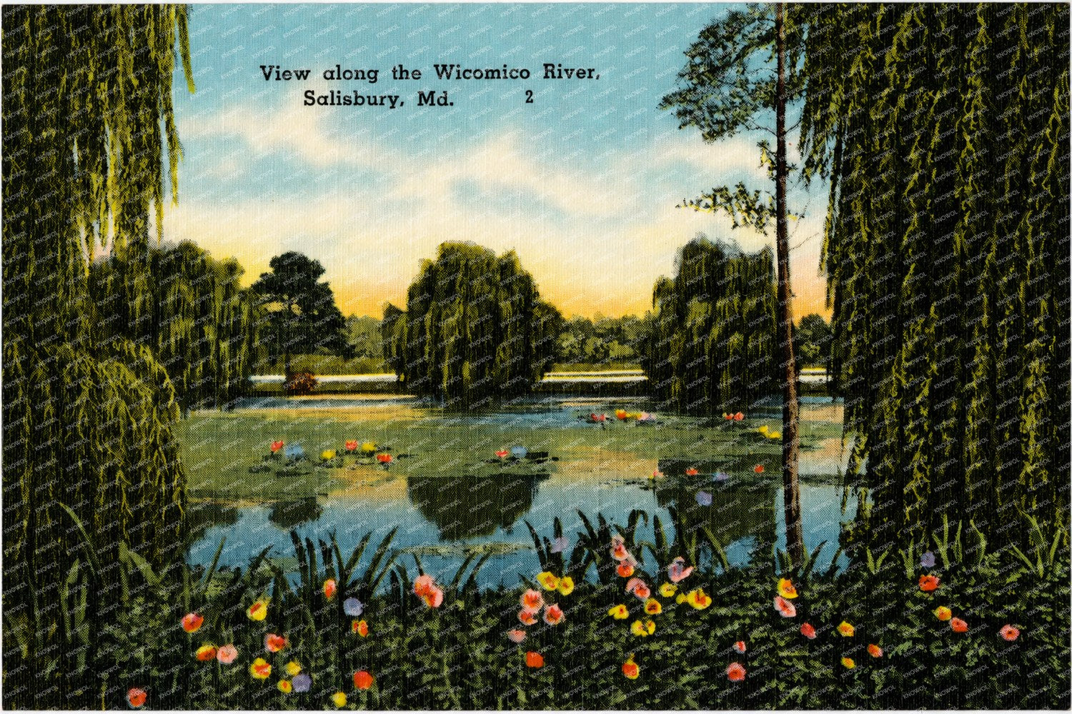 View along the Wicomico River, Salisbury, MD — Vintage Maryland Postcard