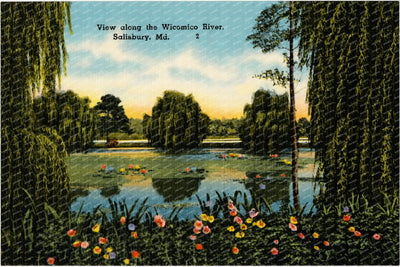 View along the Wicomico River, Salisbury, MD — Vintage Maryland Postcard