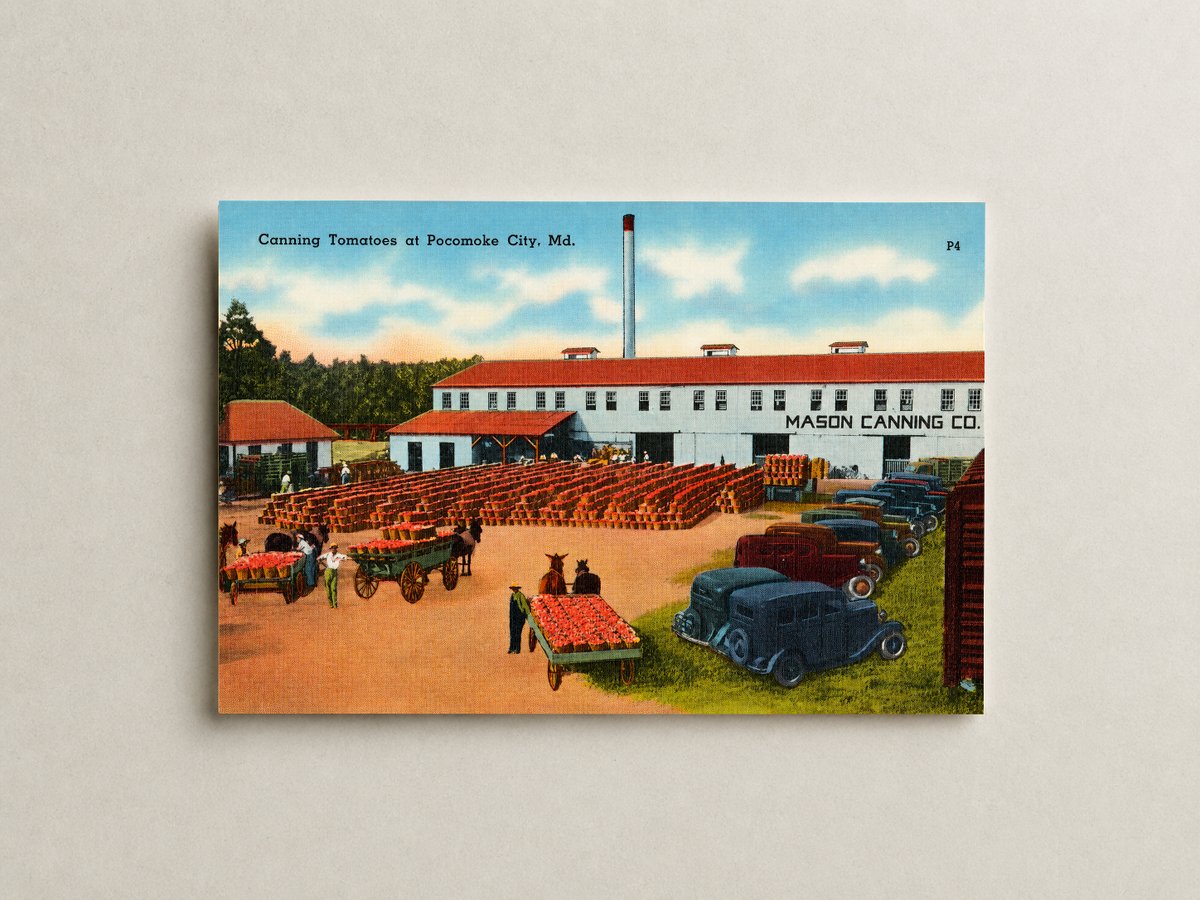 Canning tomatoes at Pocomoke City, MD — Vintage Maryland Postcard