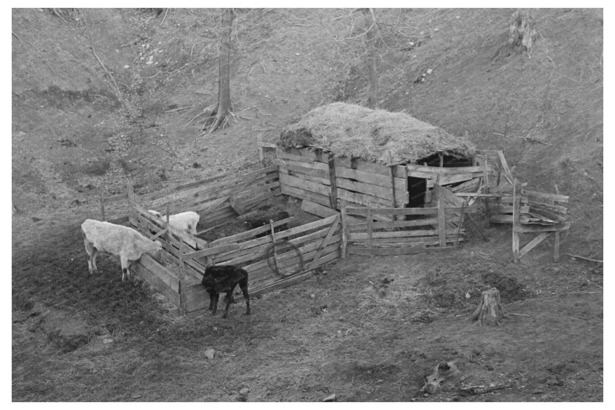 1936 Livestock Shelter on Charles Banta Farm Iowa - Available at KNOWOL