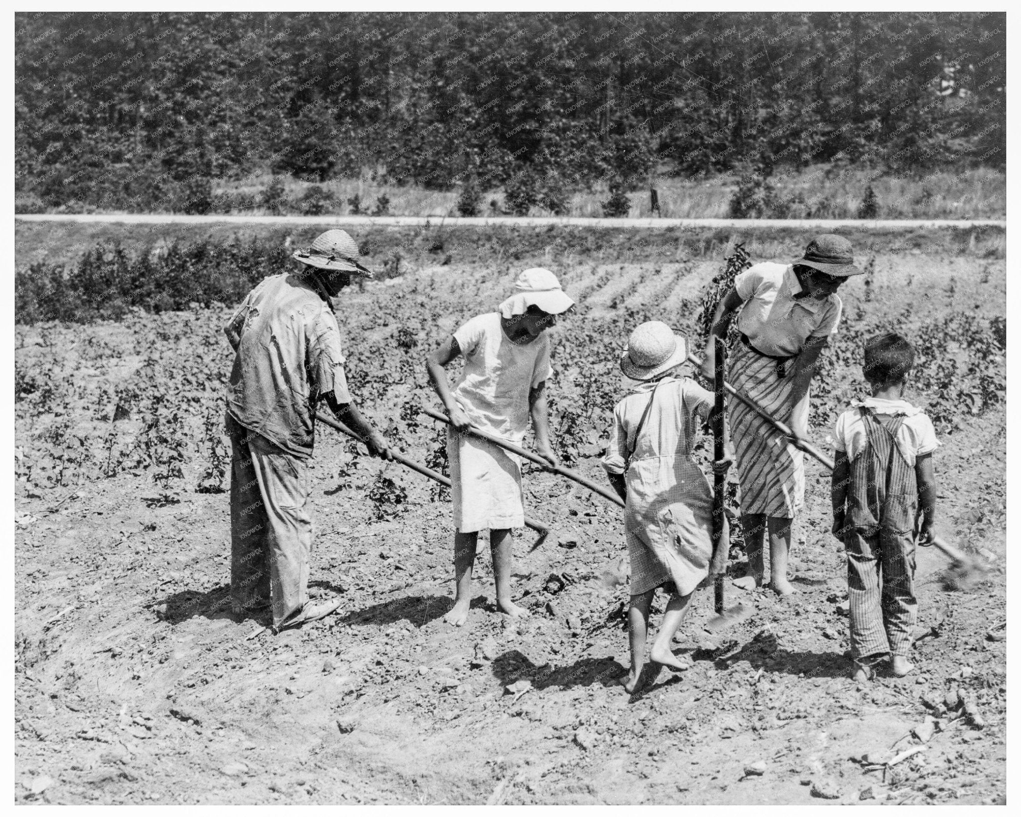 1936 Tenant Farmer and Children Cotton Farming Alabama - Available at KNOWOL