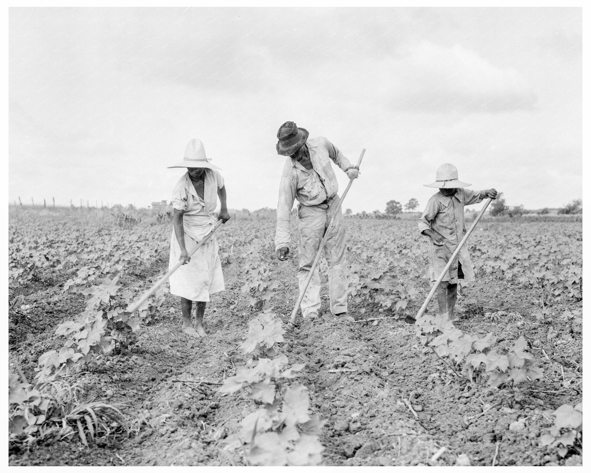 1936 Tenant Farmers Hoeing Cotton in Alabama - Available at KNOWOL