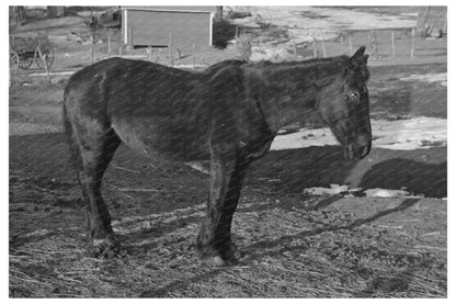 1936 Vintage Image of Blind Horse on Iowa Farm - Available at KNOWOL