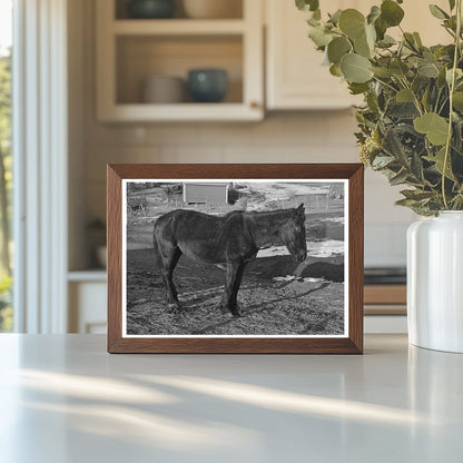 1936 Vintage Image of Blind Horse on Iowa Farm - Available at KNOWOL