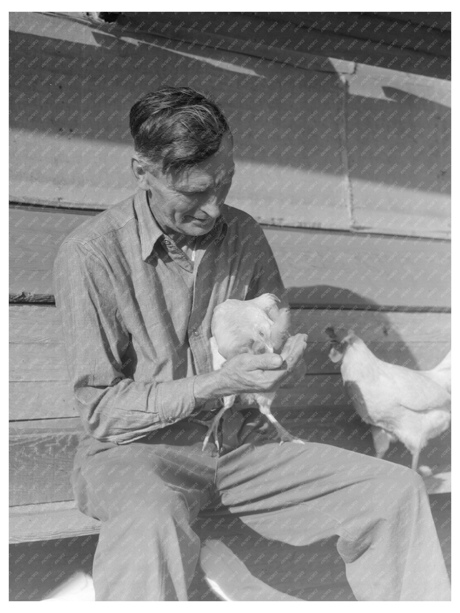 1936 Vintage Image of Rural Rehabilitation Client in San Fernando Valley Chicken Farming - Available at KNOWOL