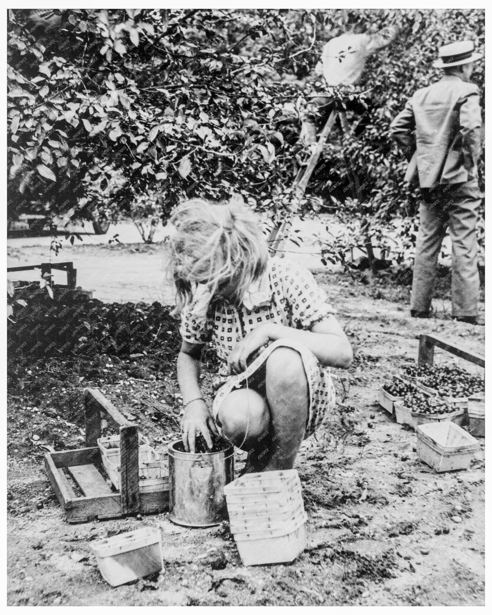 1936 Vintage Photograph of Cherry Picking Families in Millville New Jersey - Available at KNOWOL