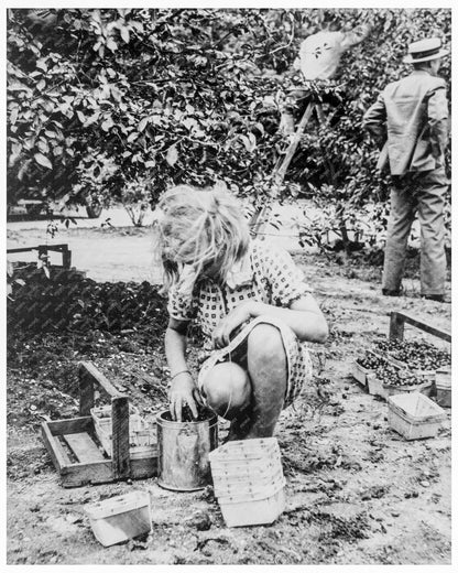 1936 Vintage Photograph of Cherry Picking Families in Millville New Jersey - Available at KNOWOL