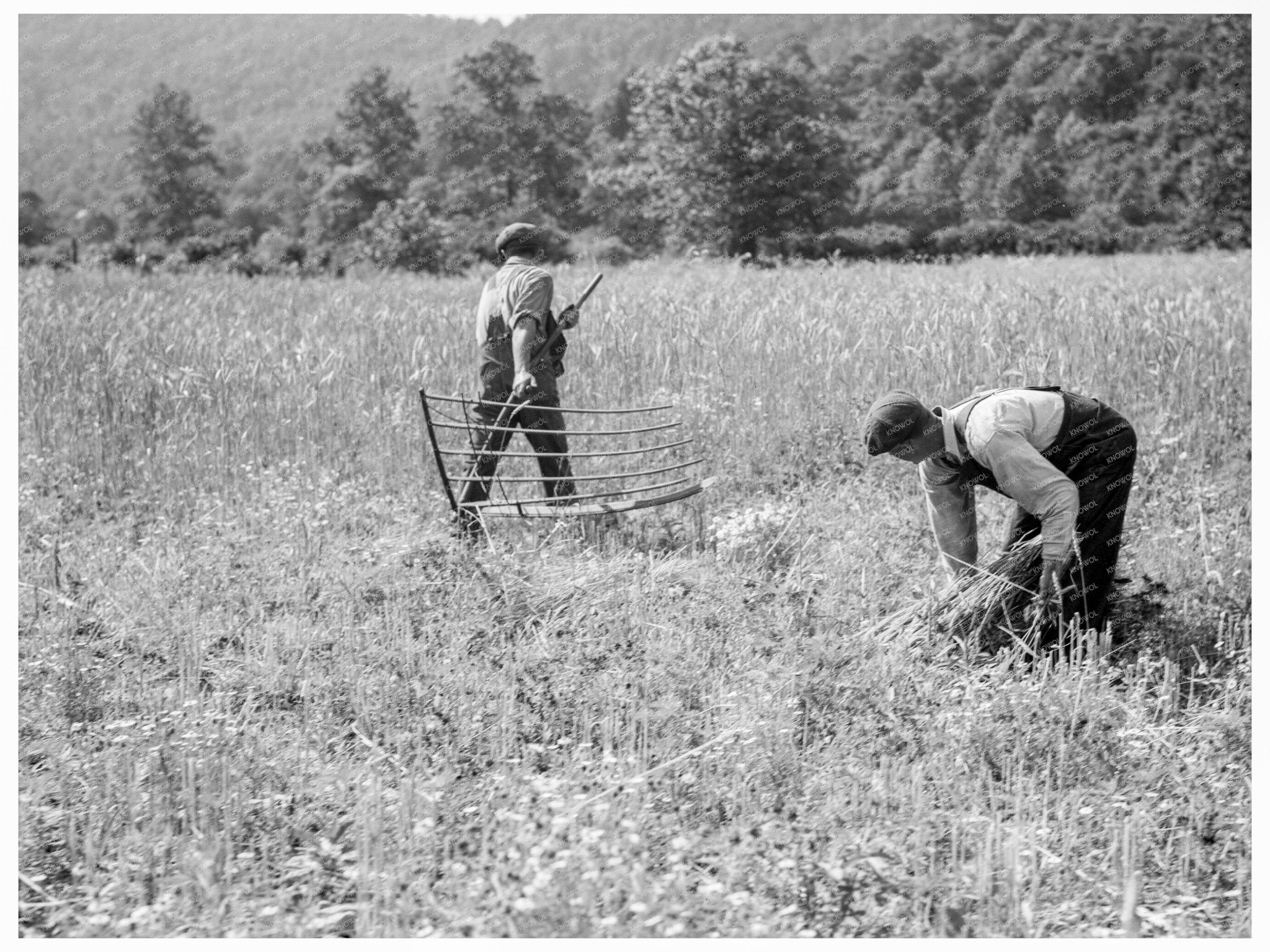 1936 Wheat Harvesting in Rappahannock County Virginia - Available at KNOWOL