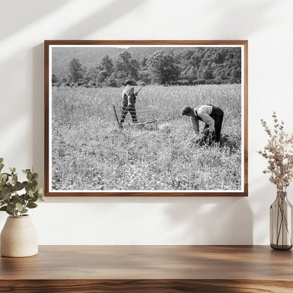 1936 Wheat Harvesting in Rappahannock County Virginia - Available at KNOWOL