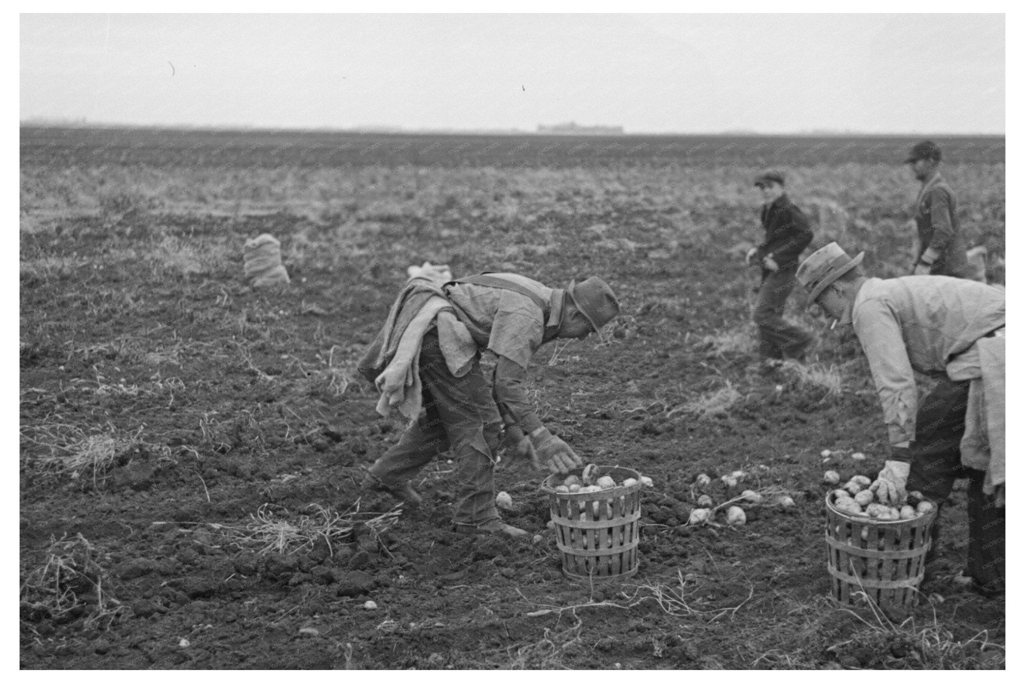 1937 Agricultural Workers Harvesting Potatoes in Minnesota - Available at KNOWOL