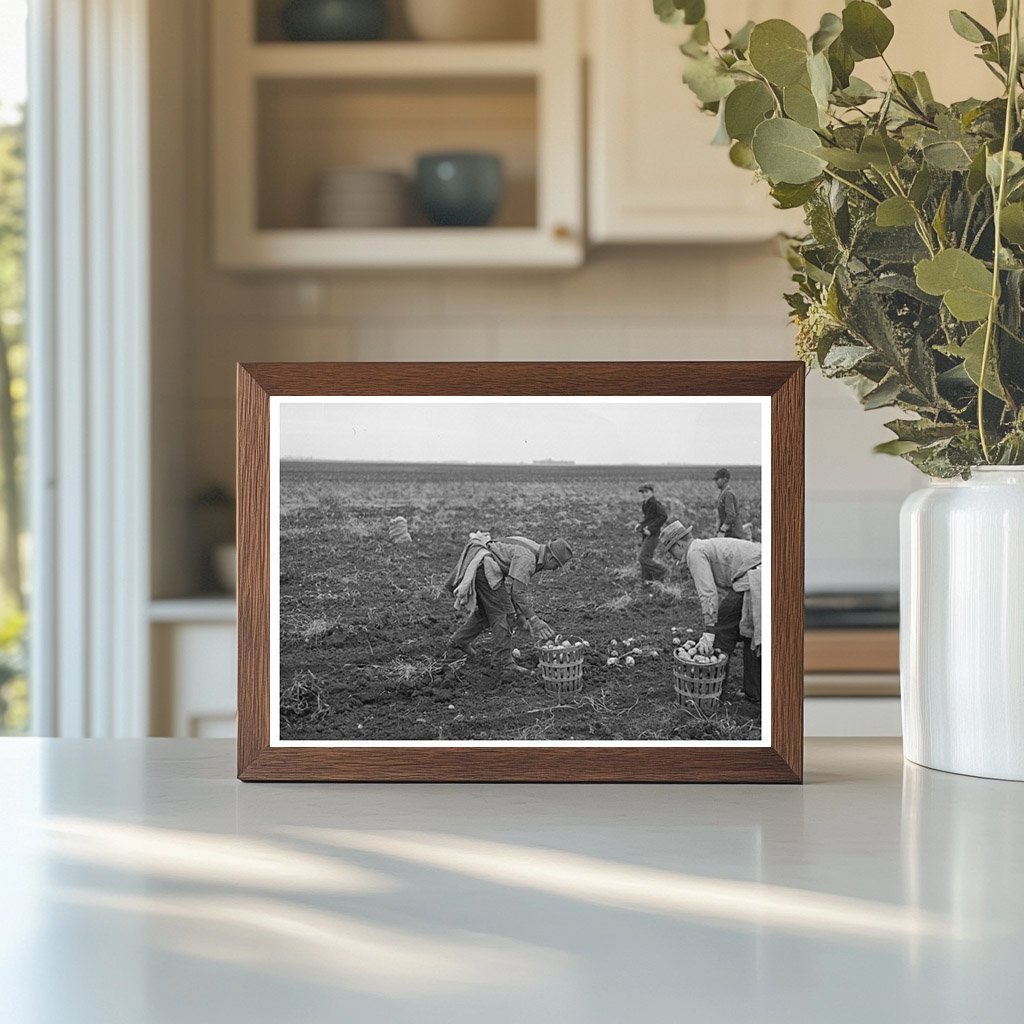 1937 Agricultural Workers Harvesting Potatoes in Minnesota - Available at KNOWOL